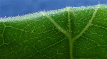  Leaf-Adaxial surface